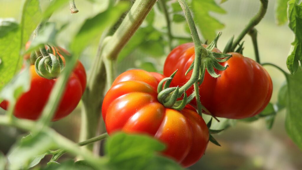 Growing Fresh Vegetables in Greenhouse